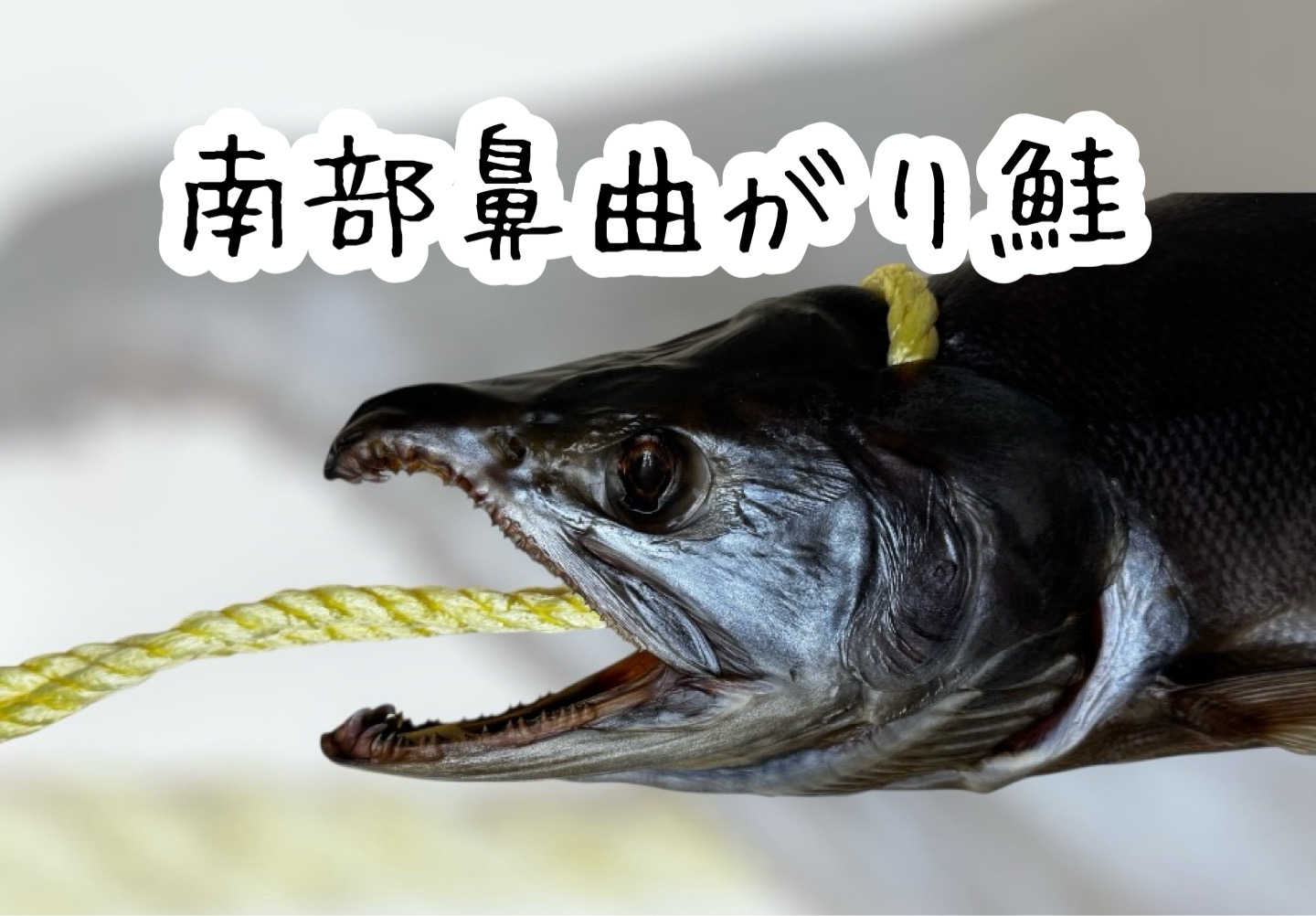 南部鼻曲がり鮭　手作り 南部鼻曲がり鮭！ – 築地 鮭の店 昭和食品 / コラム